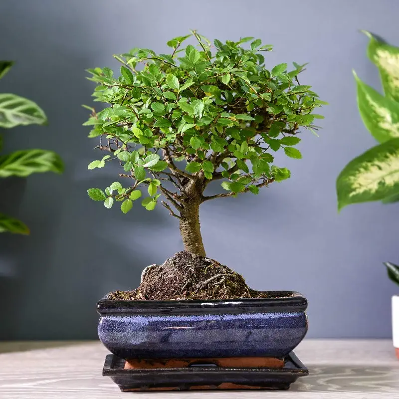 Bonsai Zelkova in Ceramic with Saucer Gift Wrapped House Plant