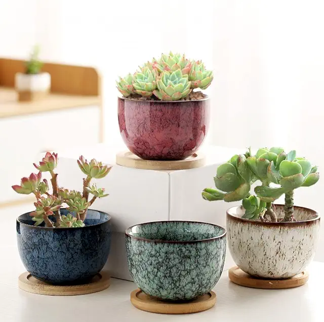 The Ultimate Guide to Succulent Plant Pots