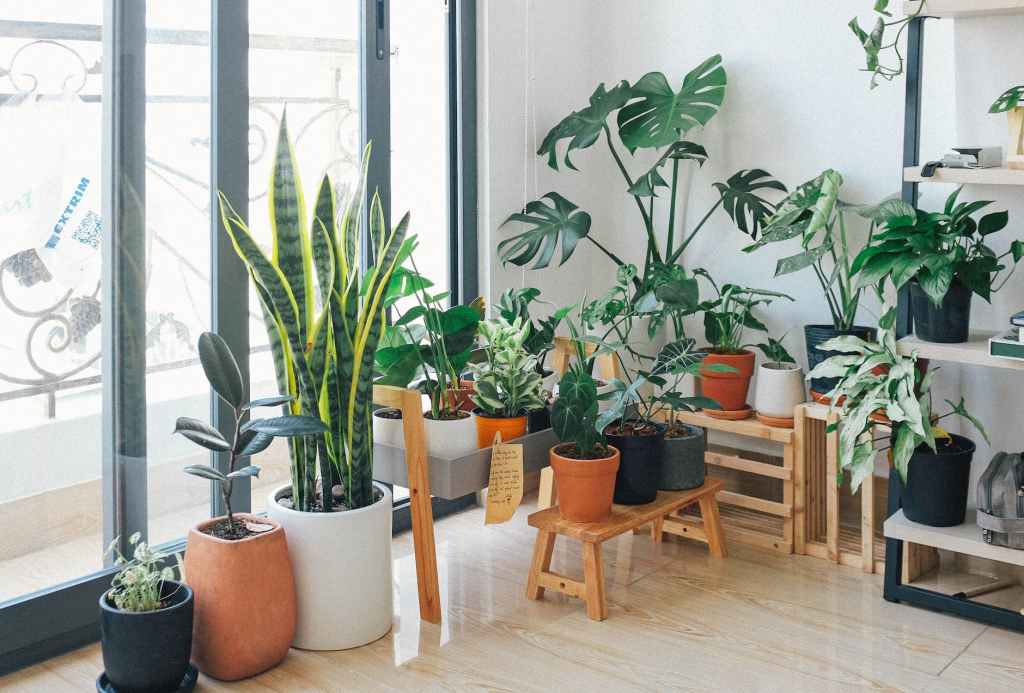 How to Style Your Home with House Plants