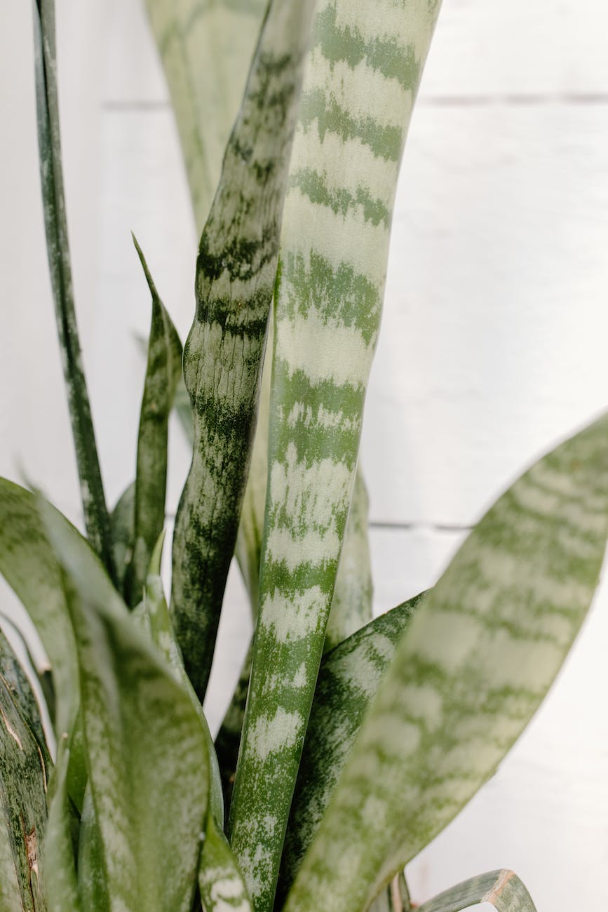Best House Plants for a Small Bathroom with No Windows