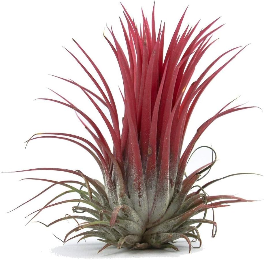 Tillandsia Ionantha: The Best Air Plant for Beginners